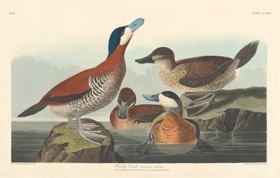 Rosse Stekelstaart, 1836 door John James Audubon